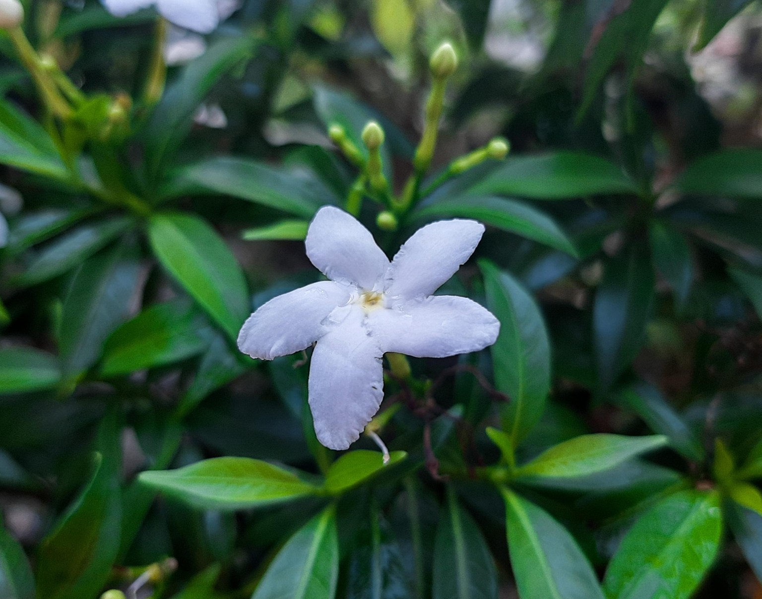 Afternoon Flower - image 1 - student project