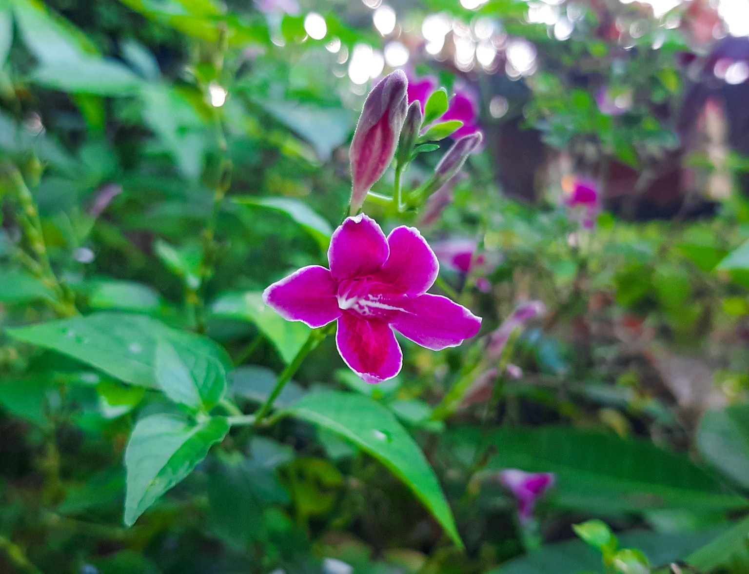 Afternoon Flower - image 4 - student project