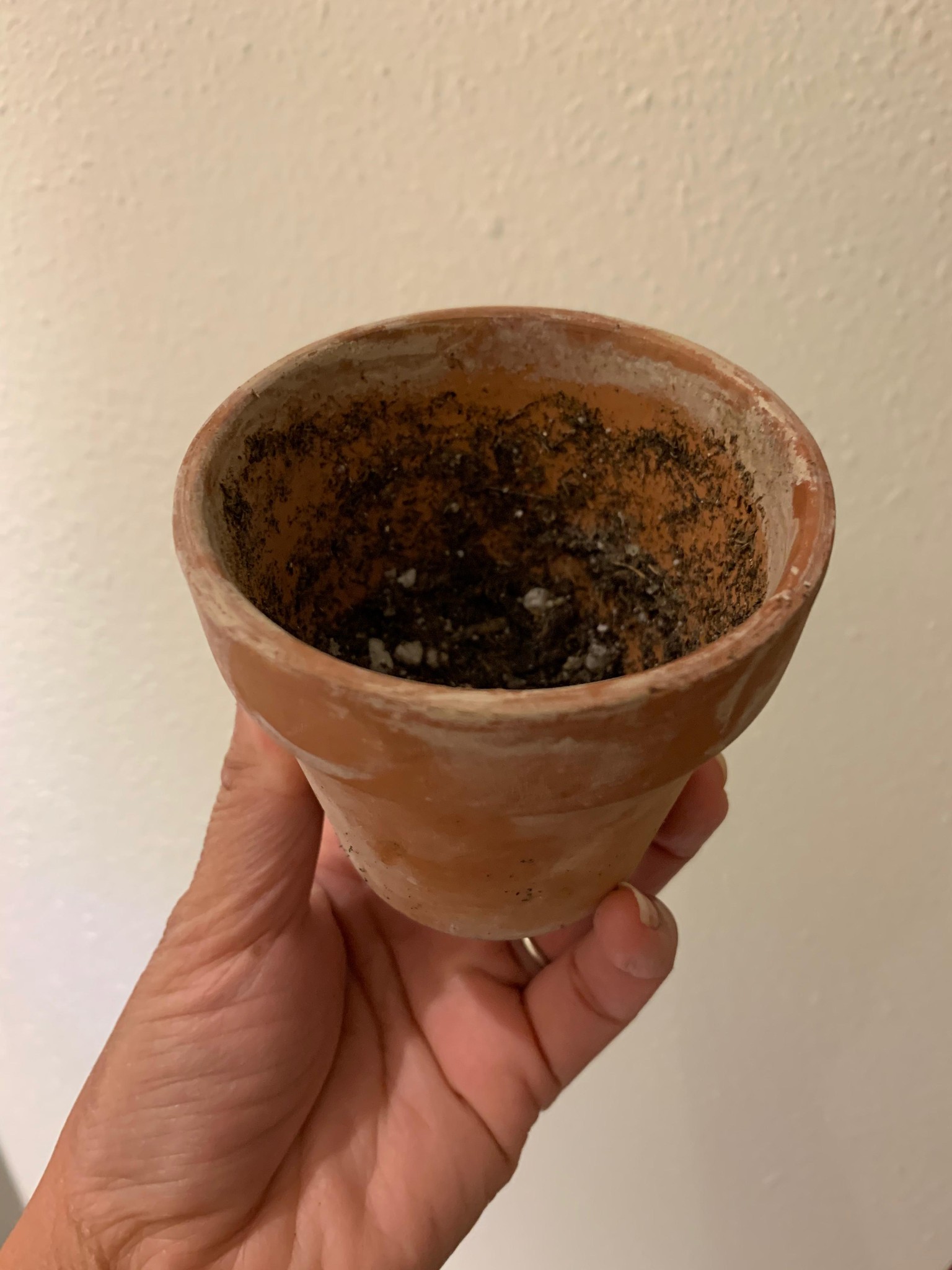 Painted Terracotta Pots - image 3 - student project