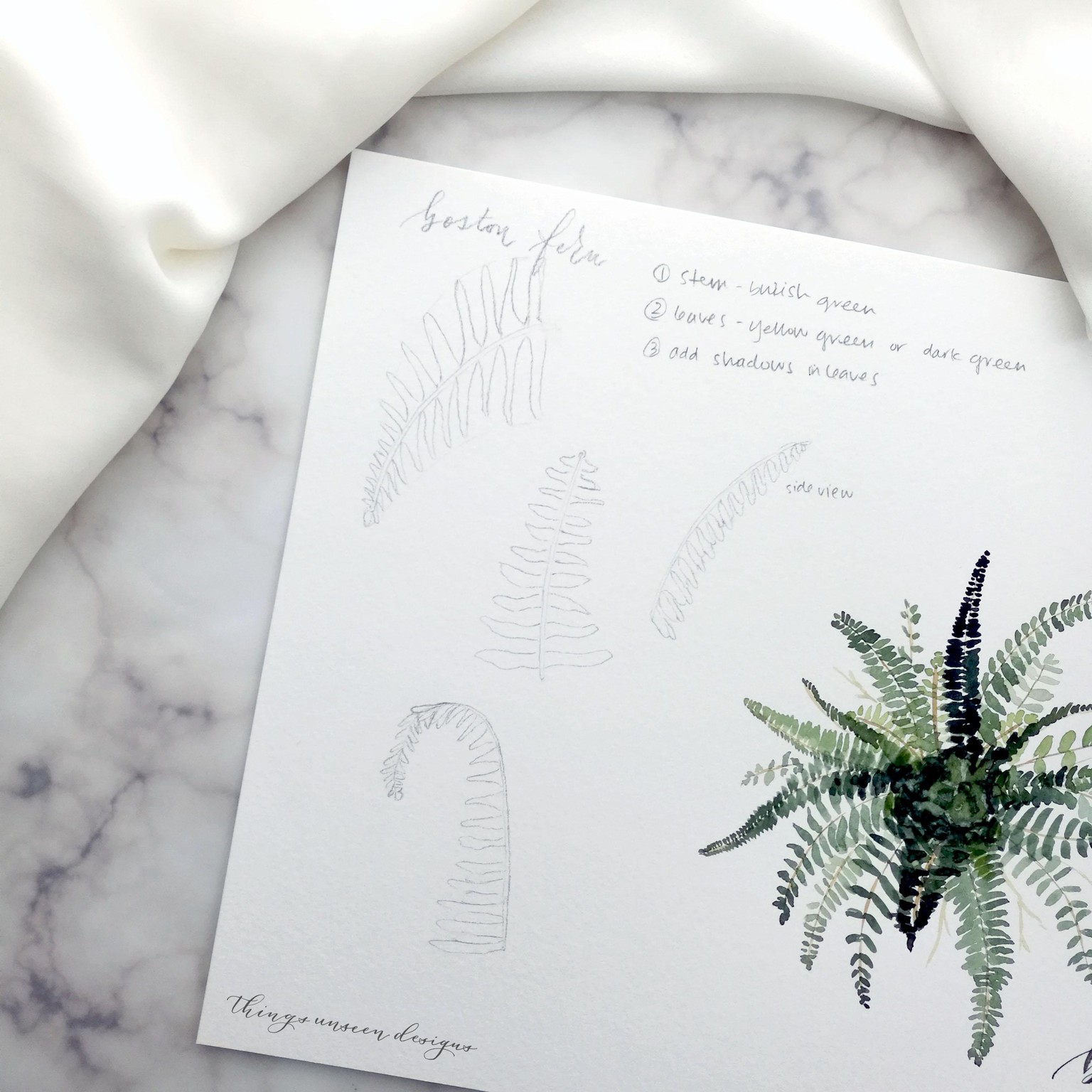Boston Fern plant project - image 1 - student project