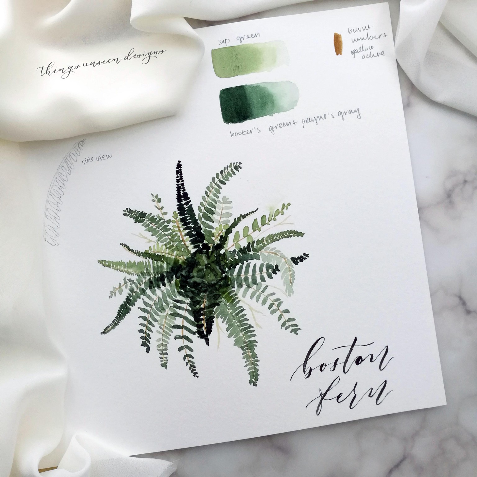 Boston Fern plant project - image 2 - student project
