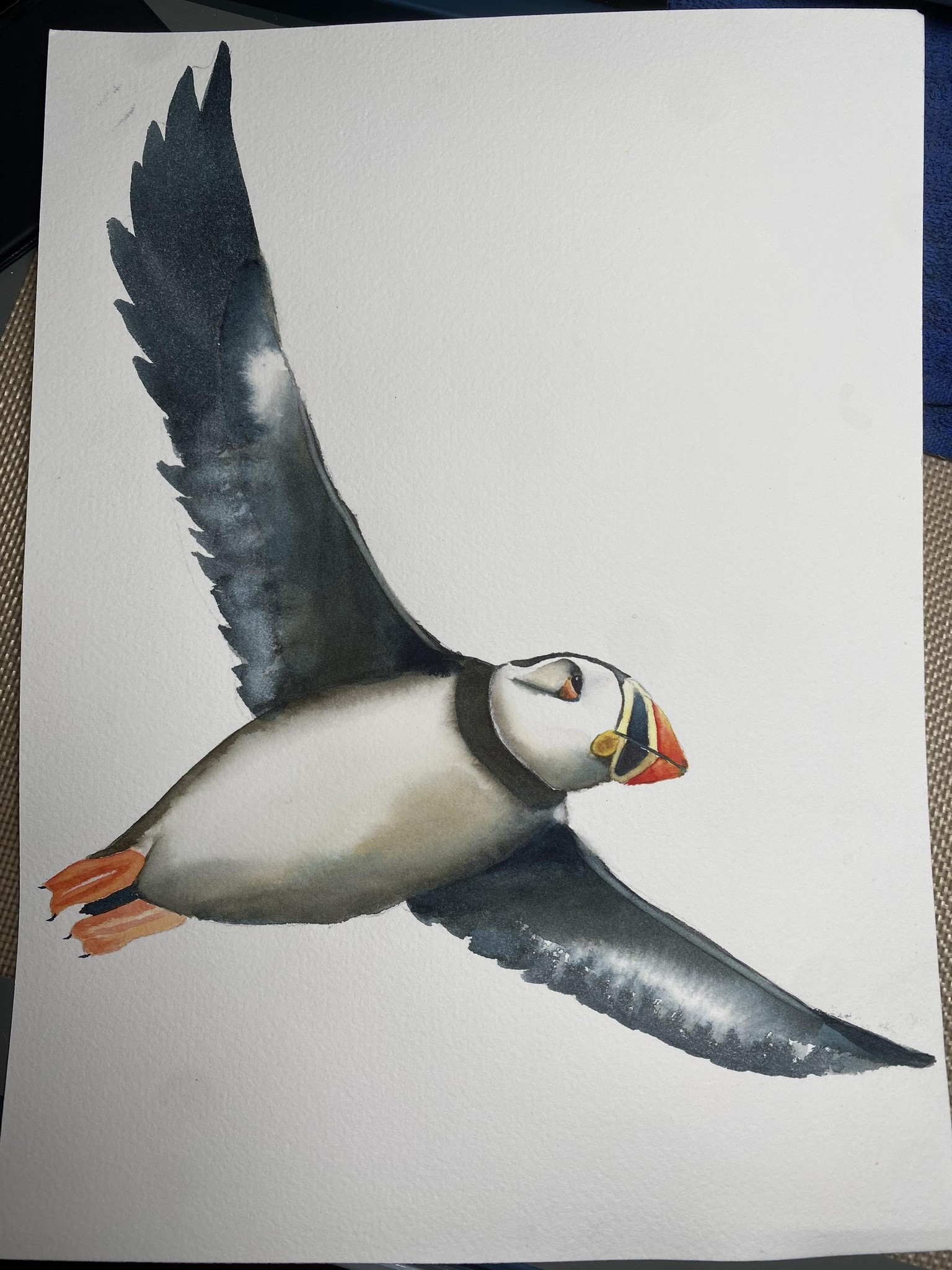 Flying puffin-changed the eye. - image 3 - student project