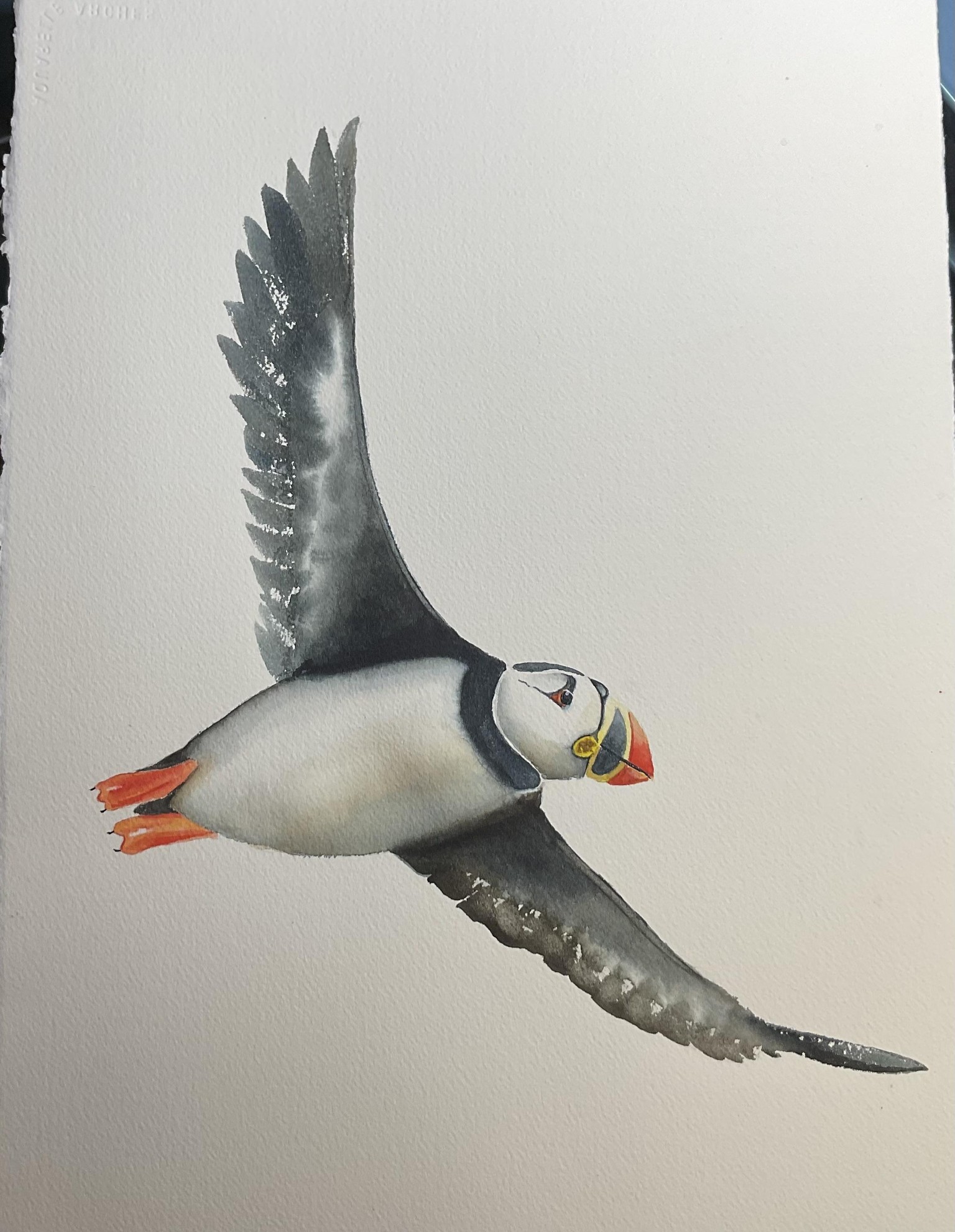 Flying puffin-changed the eye. - image 1 - student project