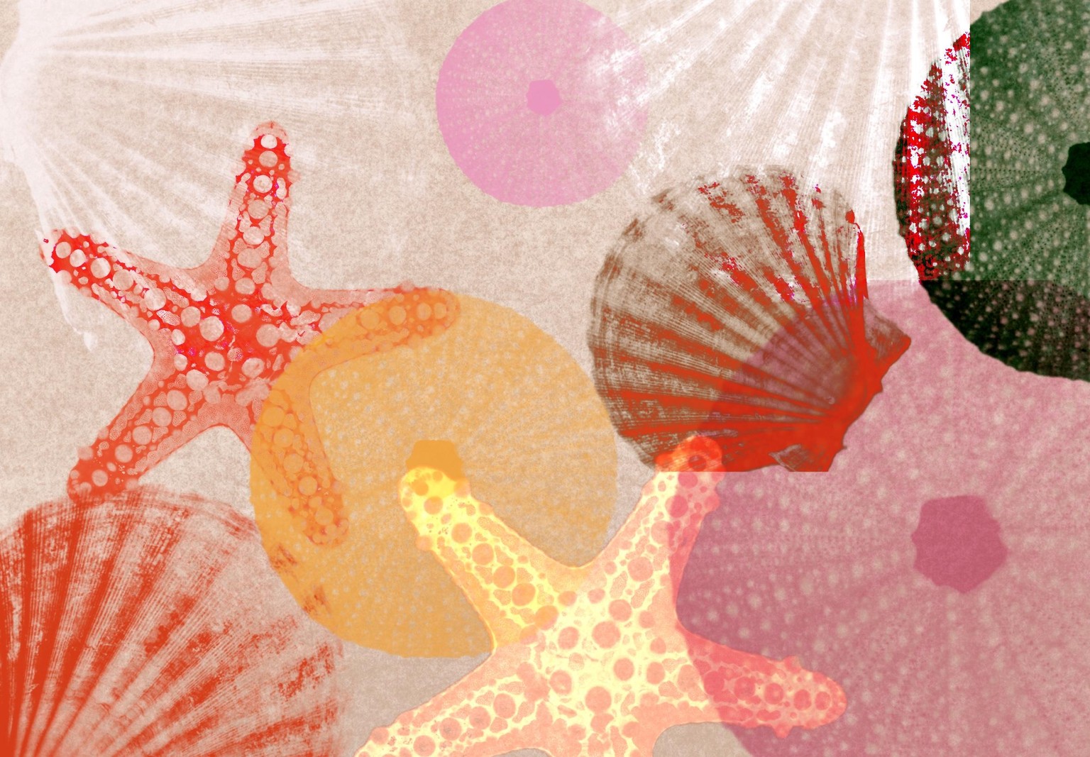 Shells photo stamps - image 1 - student project