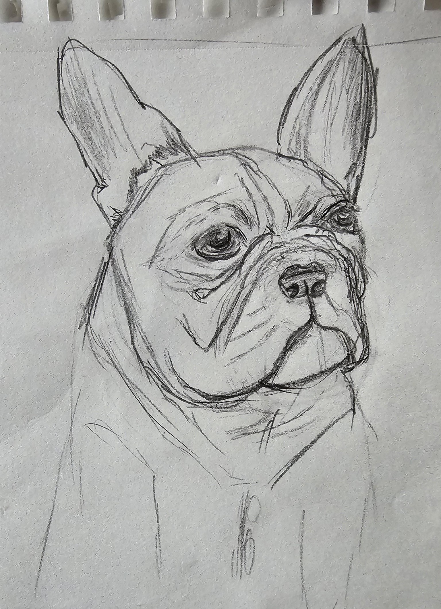 Dog doodle - image 1 - student project