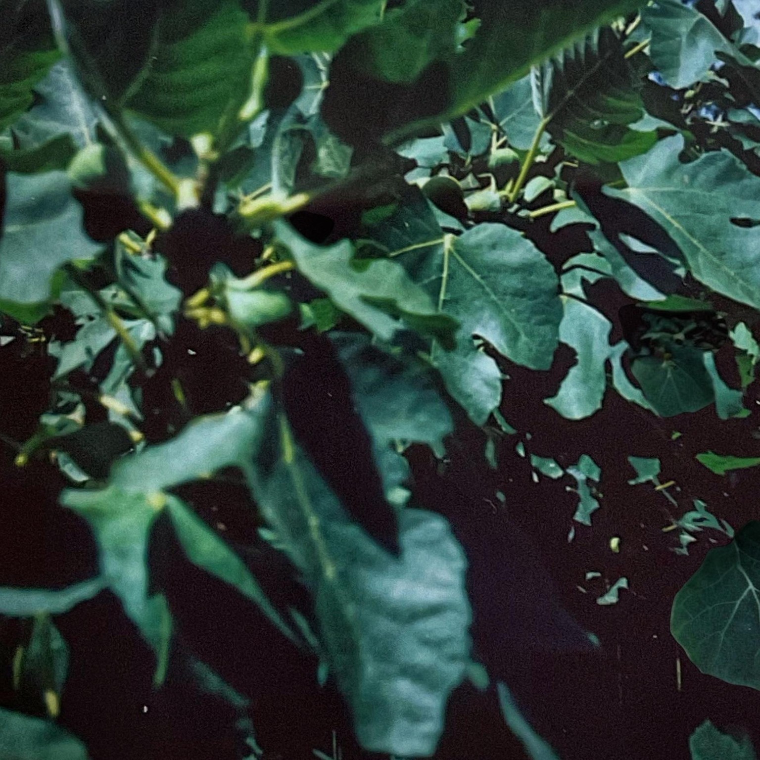 Figgy pudding tree Instax 300/Photoroom - image 1 - student project