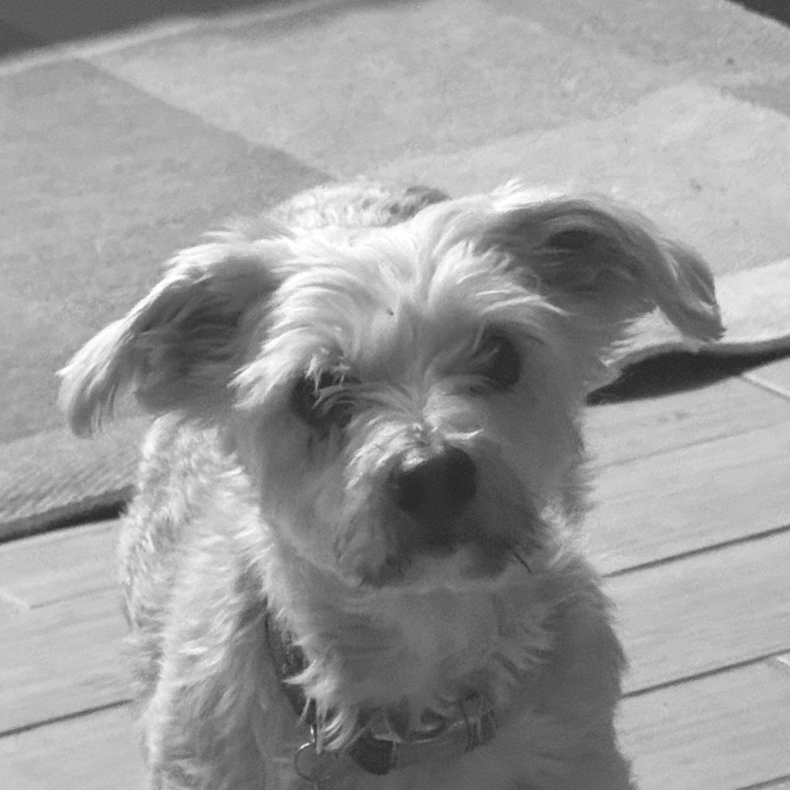 Bingo was his Name-o - image 1 - student project