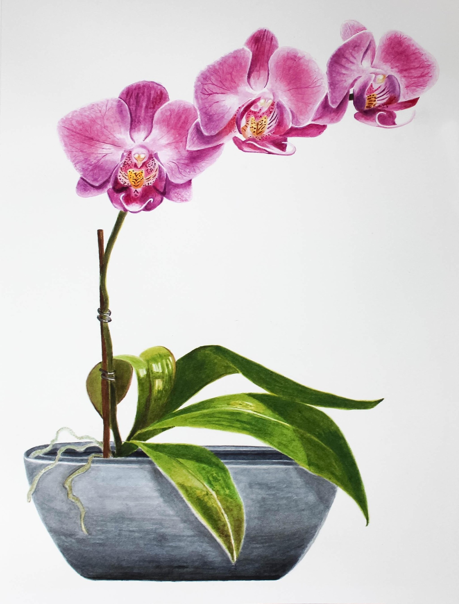 Orchids for Spring - image 1 - student project