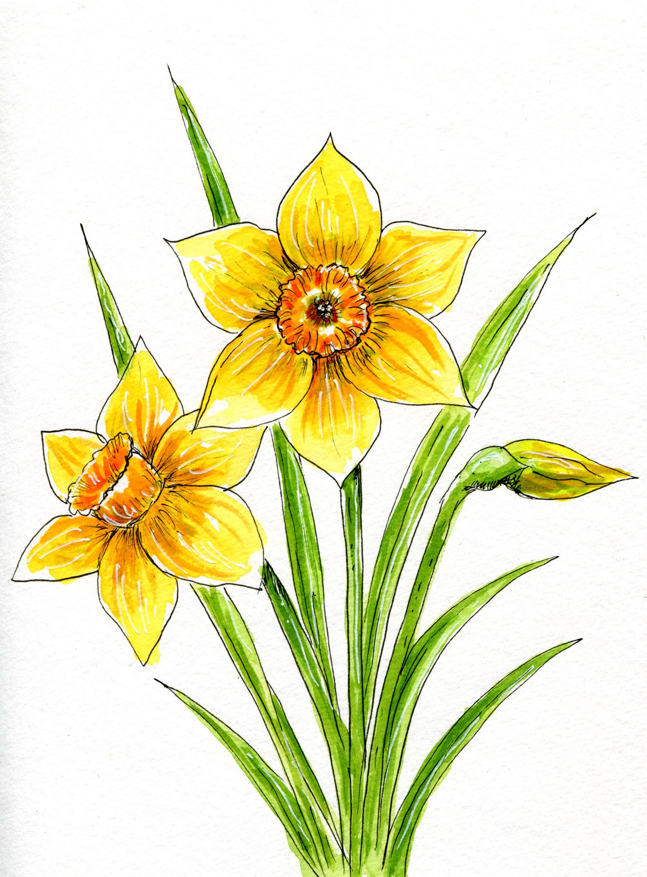 Ink and watercolor flowers - image 2 - student project