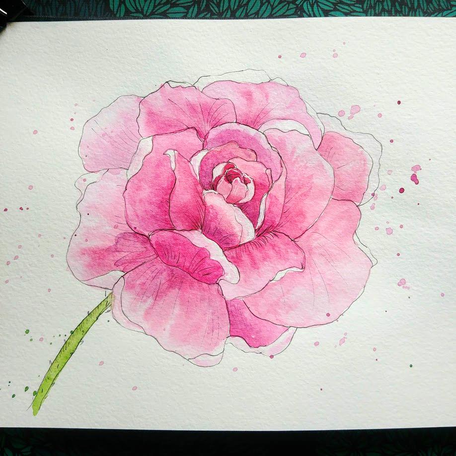 Ink and watercolor rose - image 1 - student project