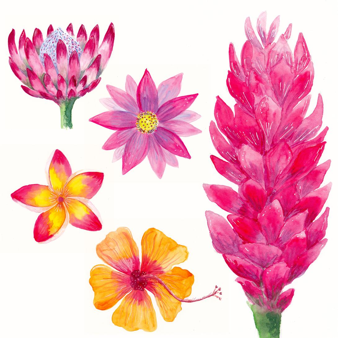 Tropical flowers - image 2 - student project