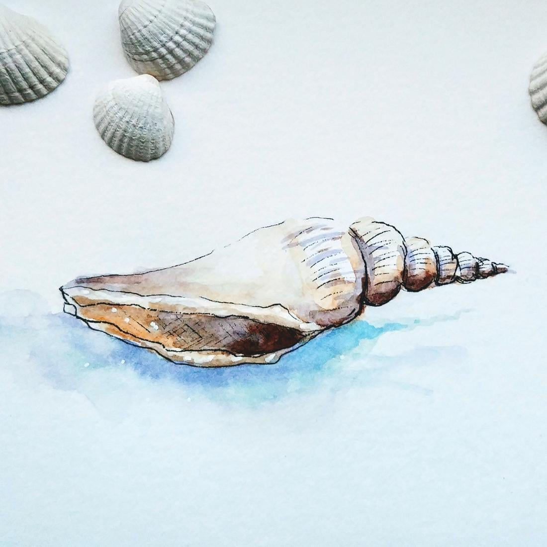 Seashells - image 2 - student project