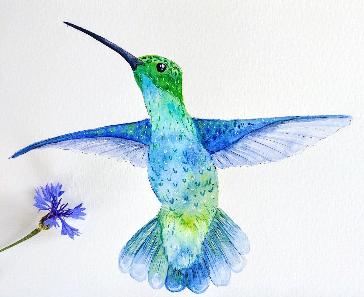 Hummingbirds - image 2 - student project