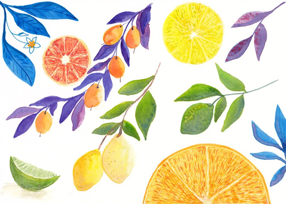 Citrus fruits - image 1 - student project