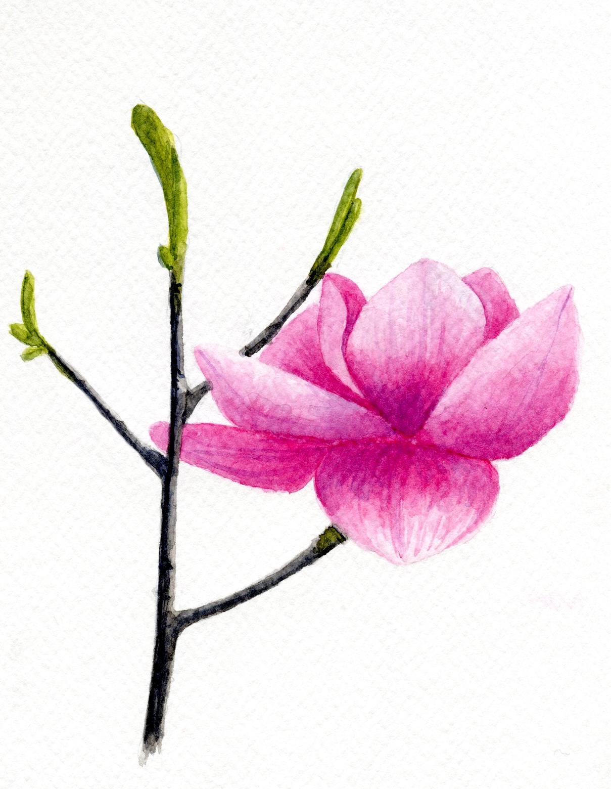 Magnolia - image 3 - student project