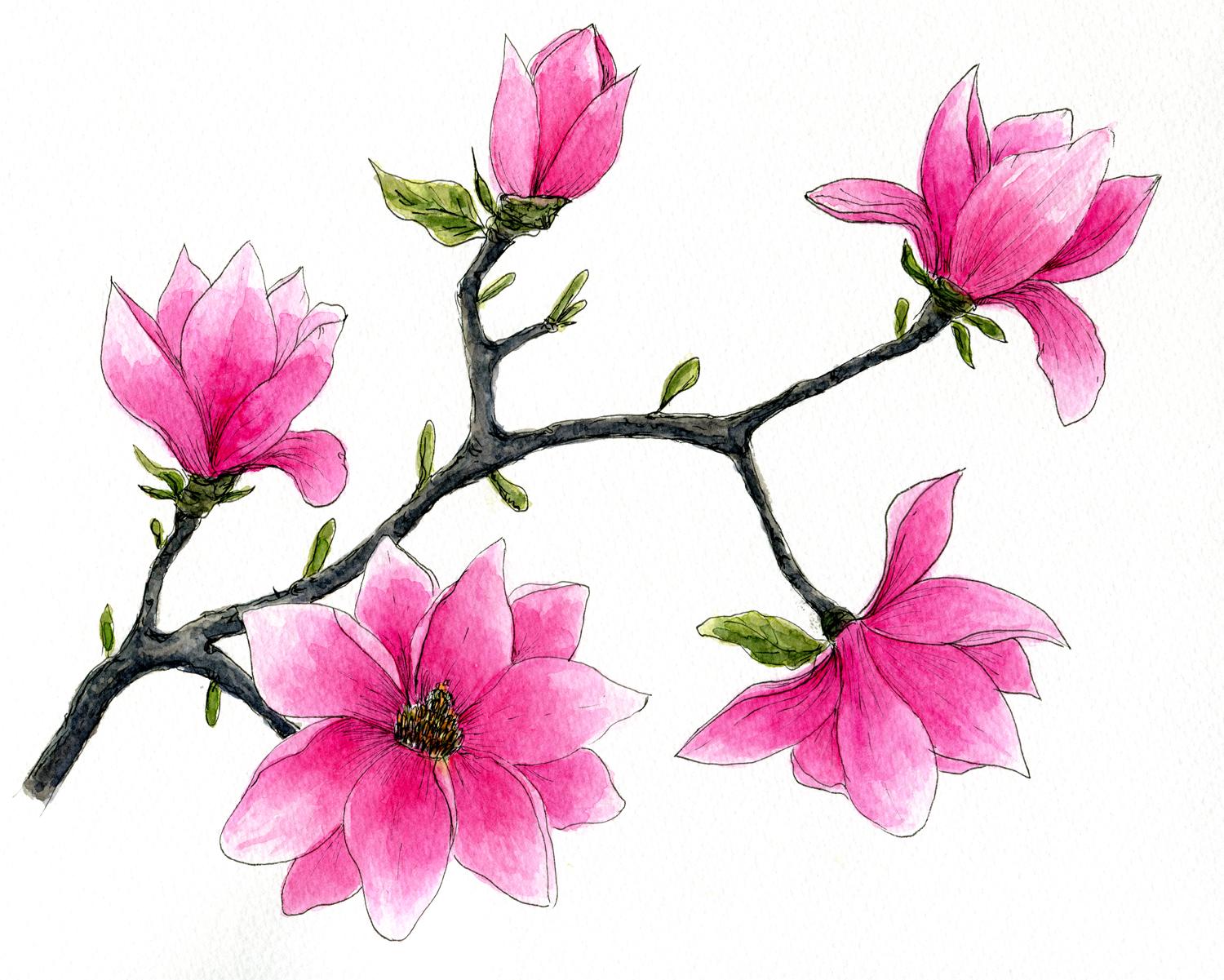 Magnolia - image 2 - student project