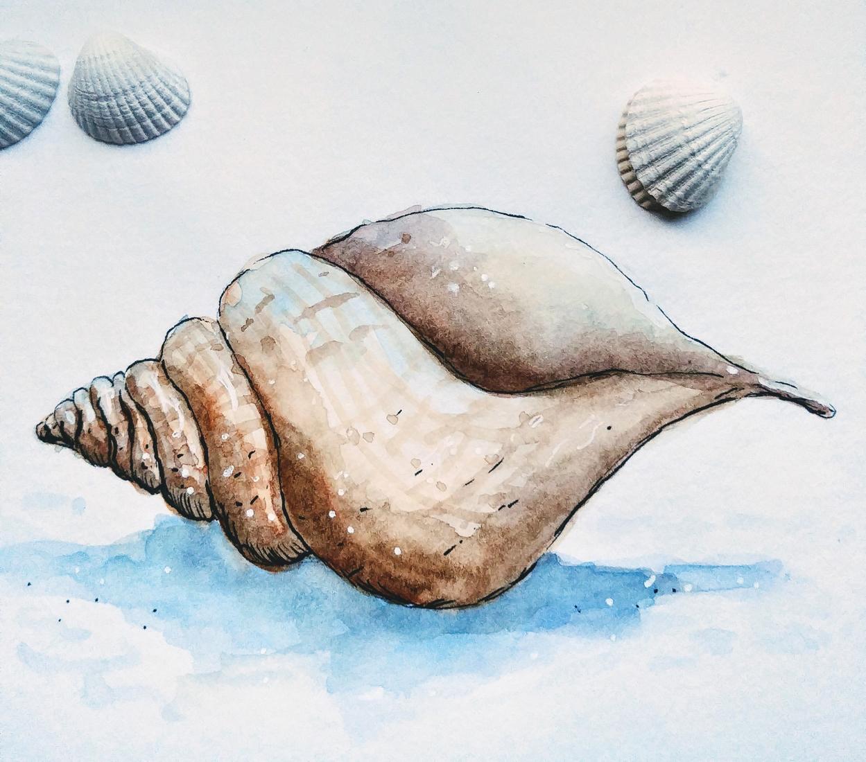 Seashells - image 1 - student project