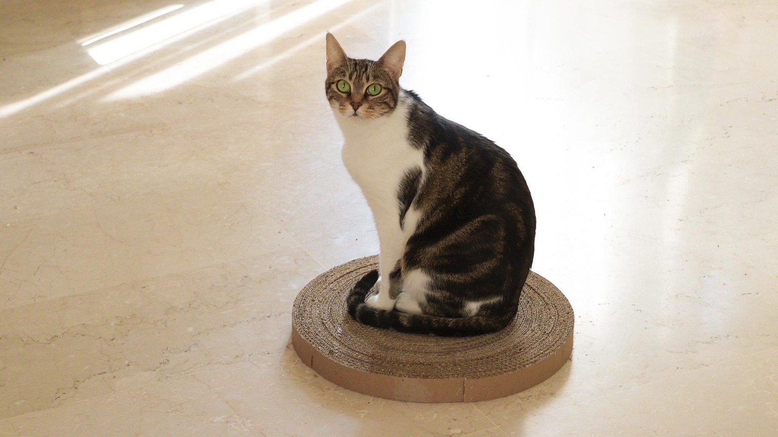 scratch pad for cats - image 2 - student project