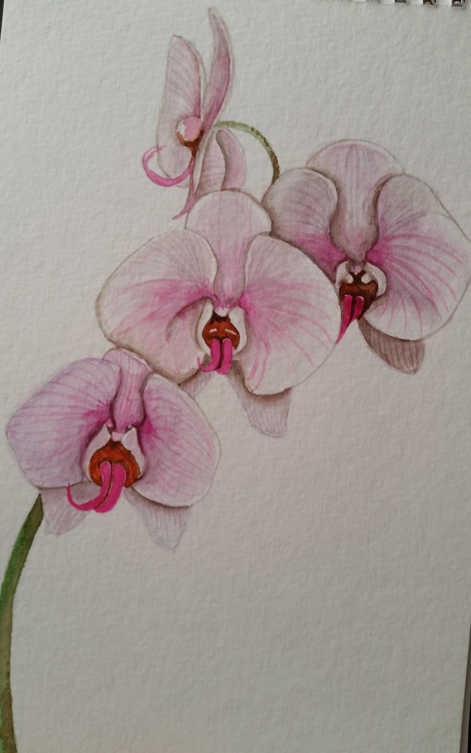 Class Project - Orchids - image 1 - student project
