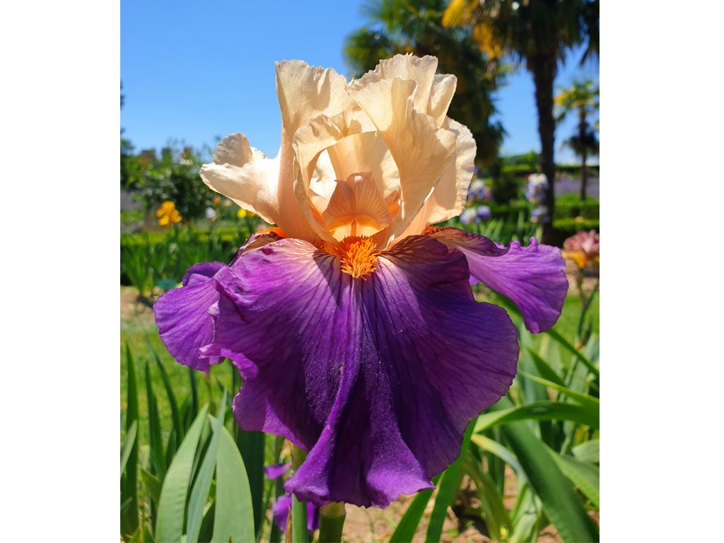 Easy & loose watercolor iris - image 2 - student project