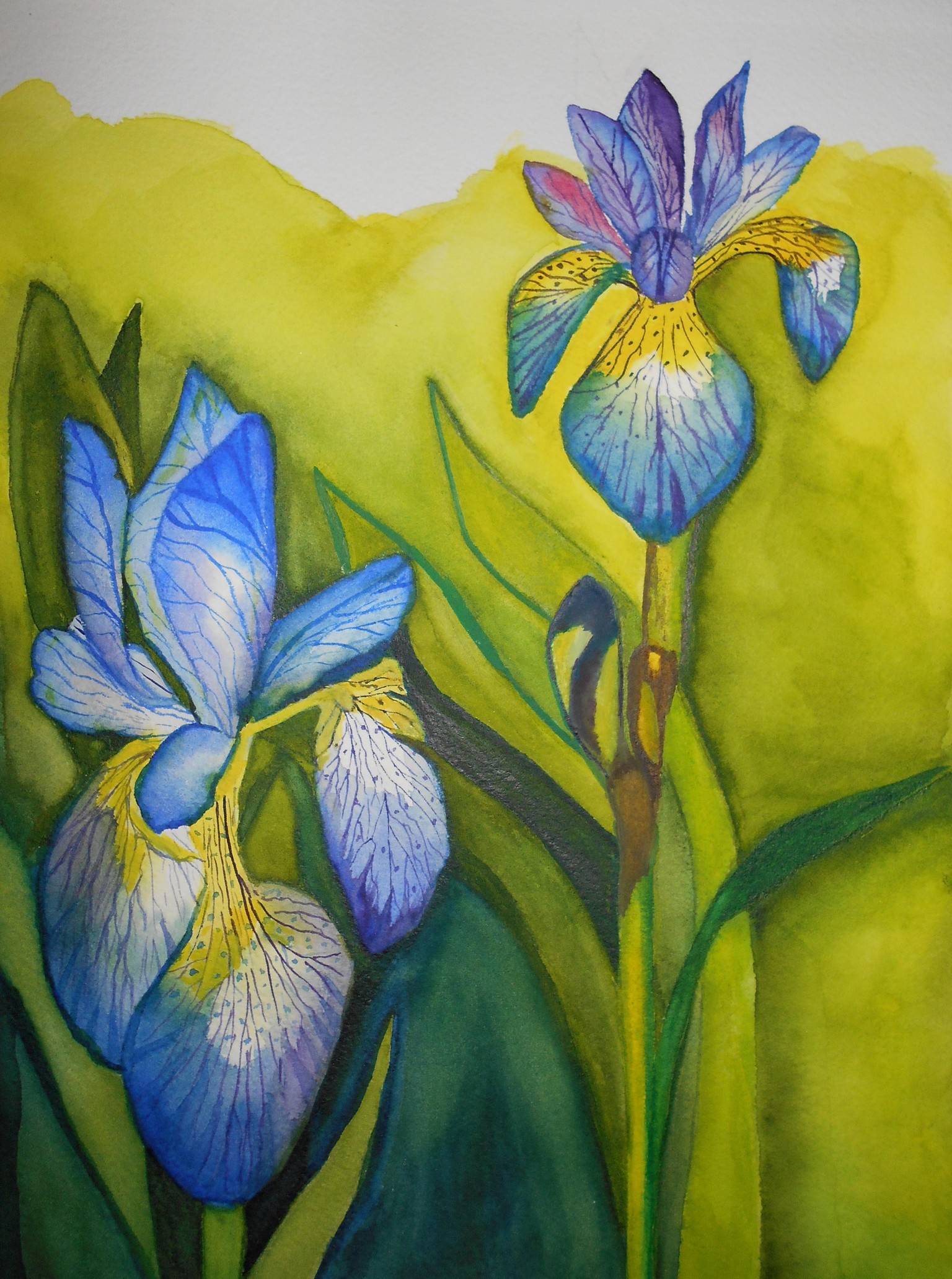 Yellow Iris and Blue Iris that I created :) - image 1 - student project