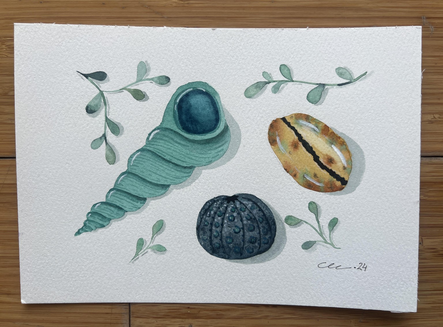 Caracoles marinos - image 1 - student project