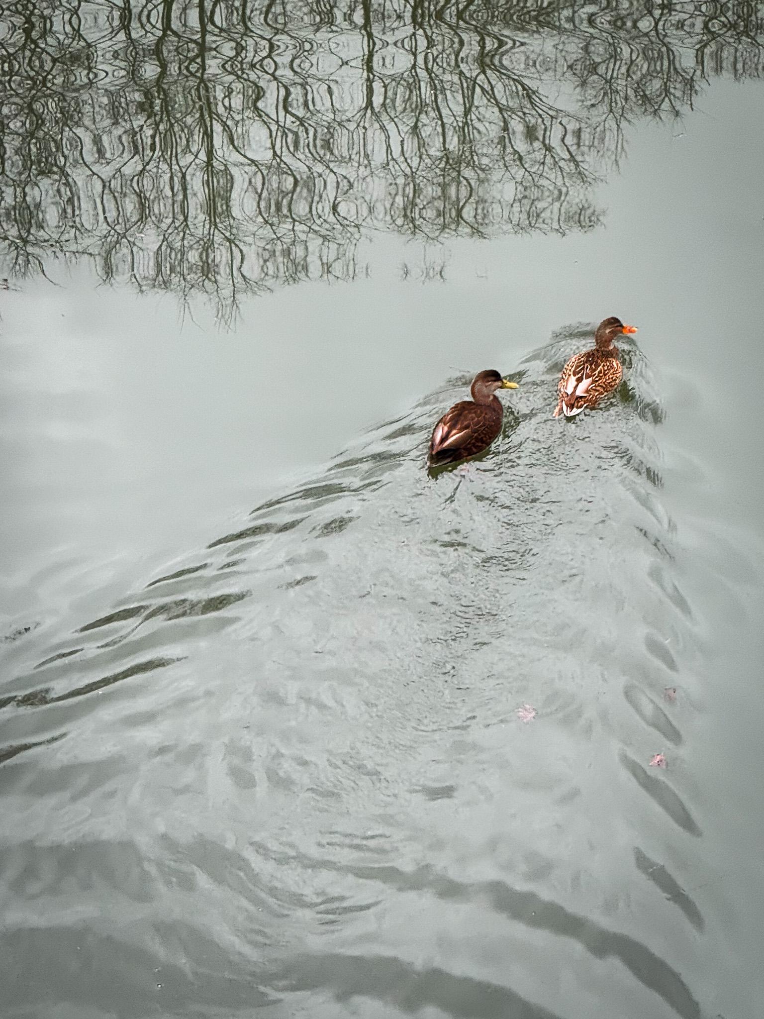 Winter swim - image 1 - student project