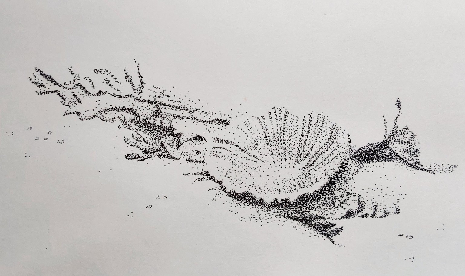Stippling seashells - image 1 - student project