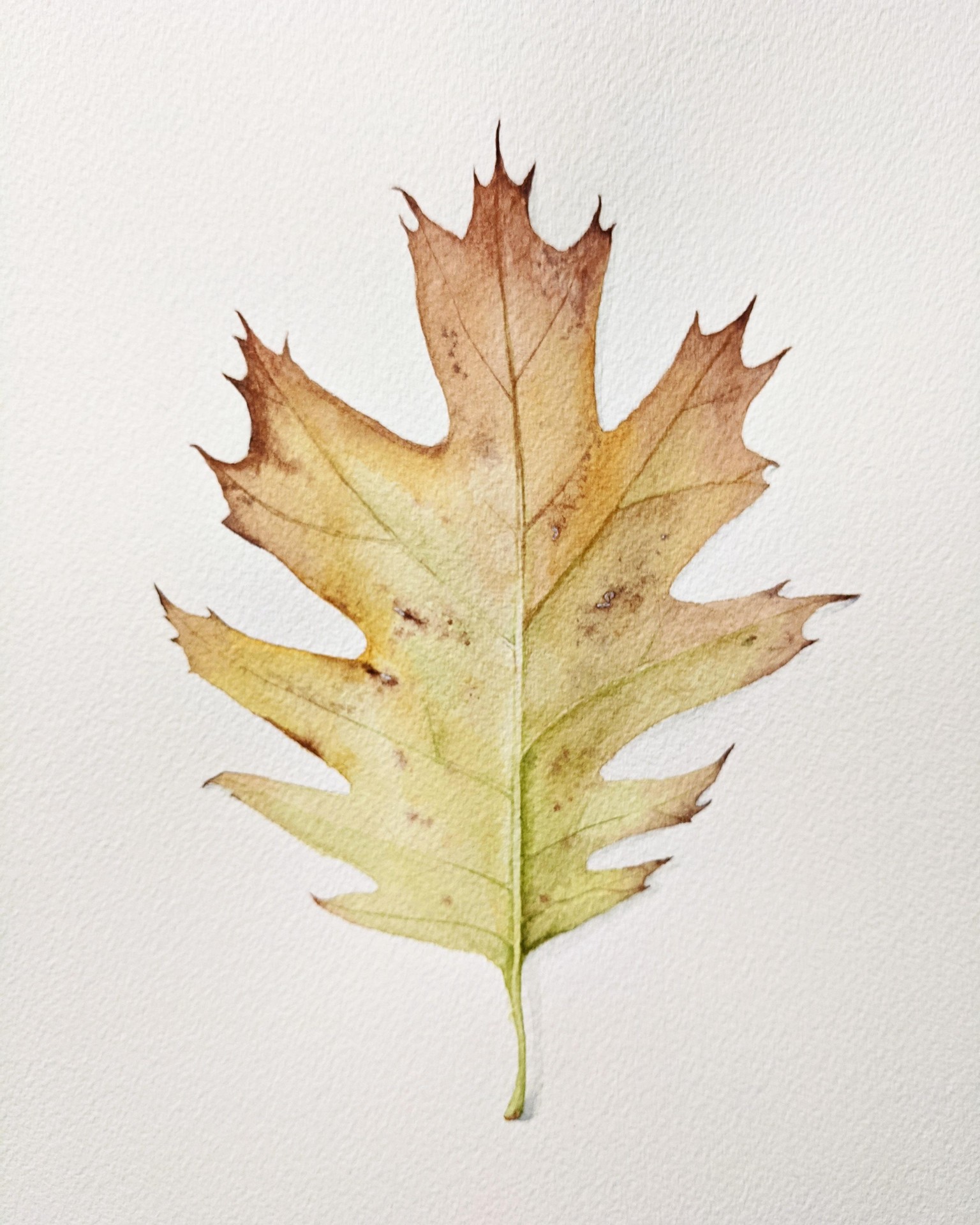 Oak Leaf - image 1 - student project