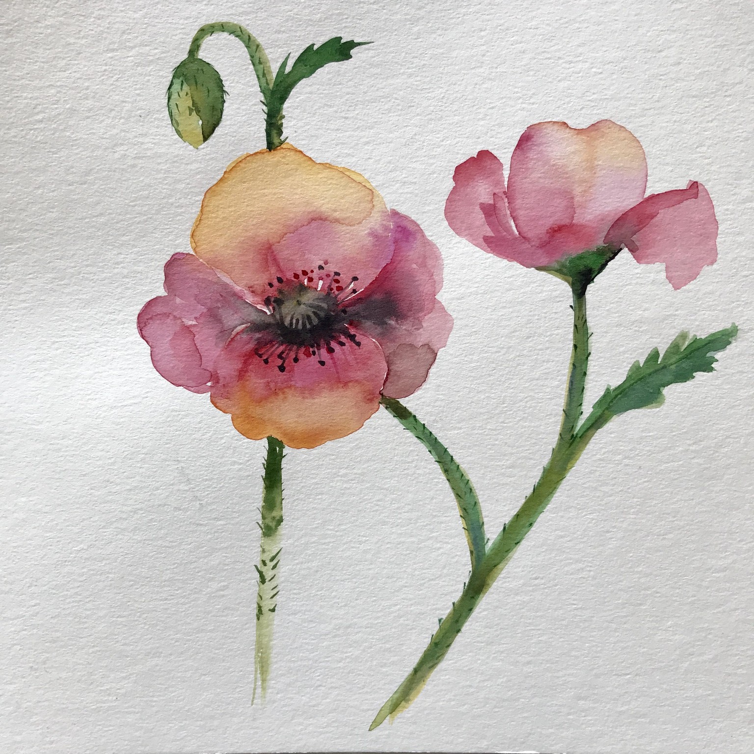 Poppy - image 2 - student project