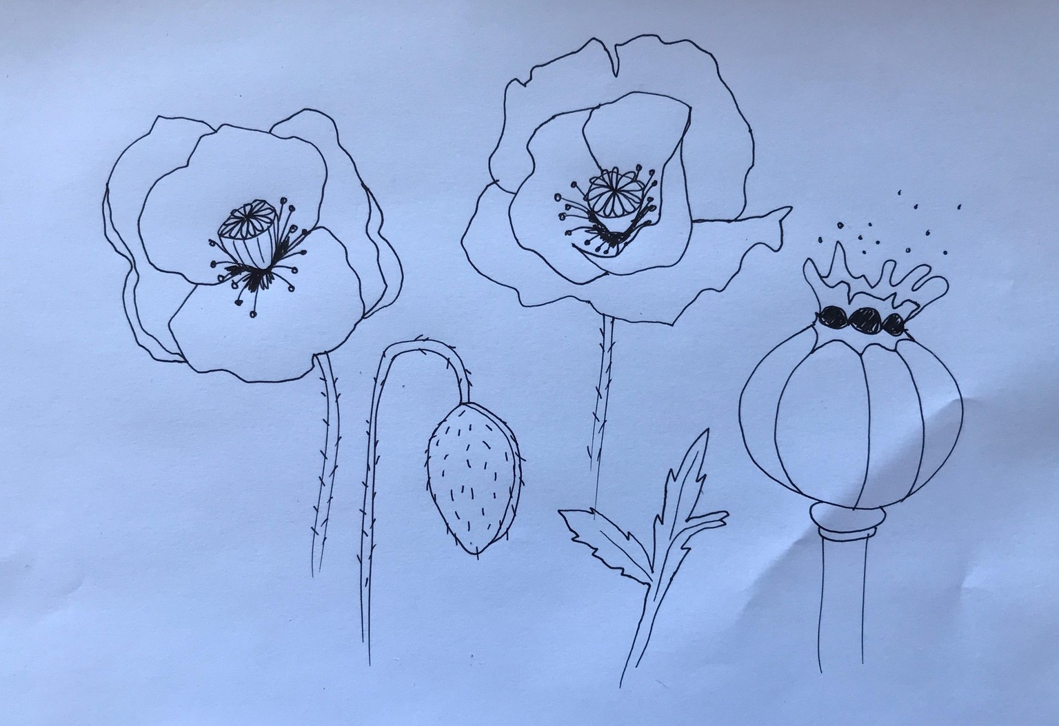 Poppy - image 4 - student project