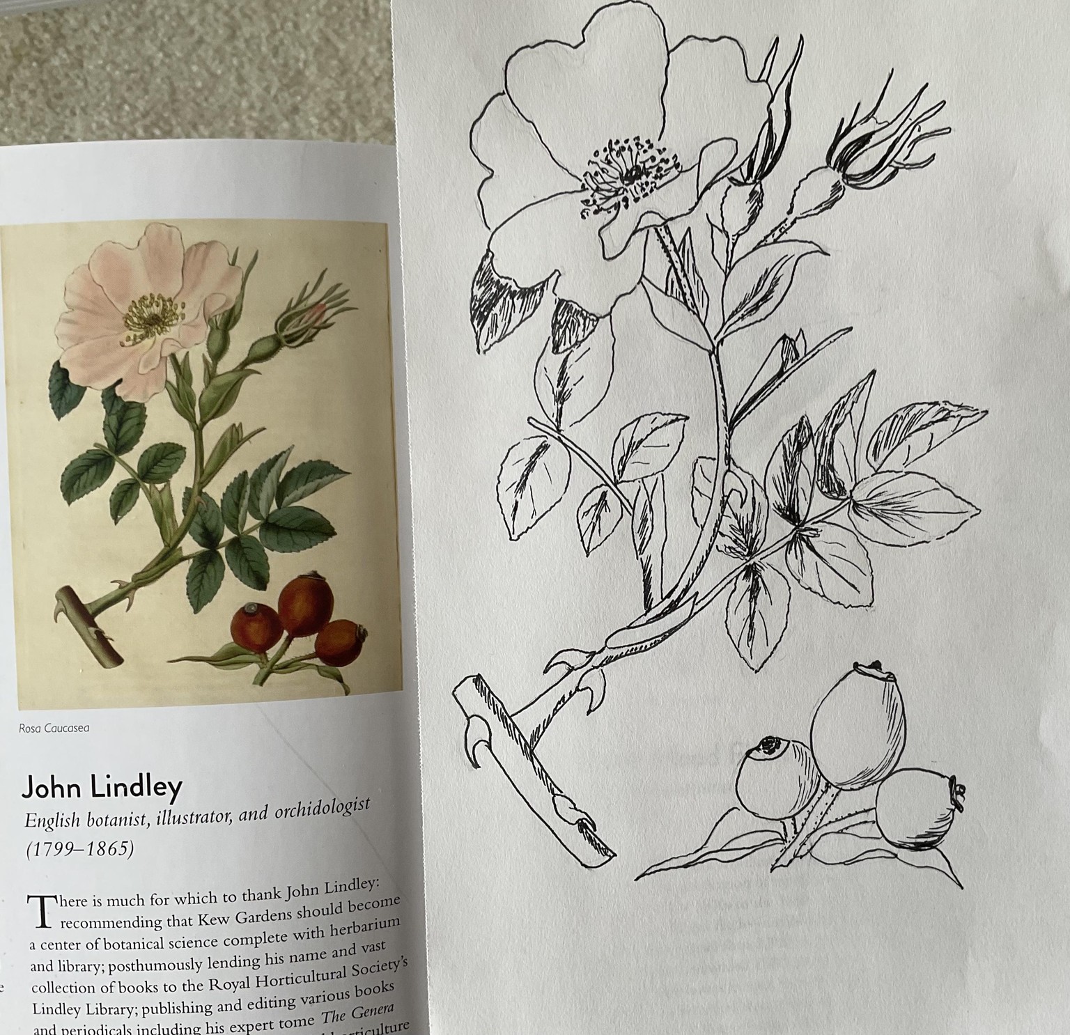 Botanical Journey - image 1 - student project
