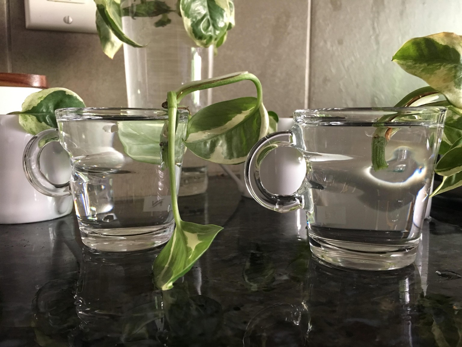 from the vine - image 2 - student project