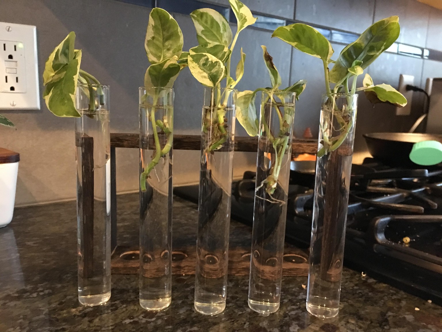 from the vine - image 4 - student project