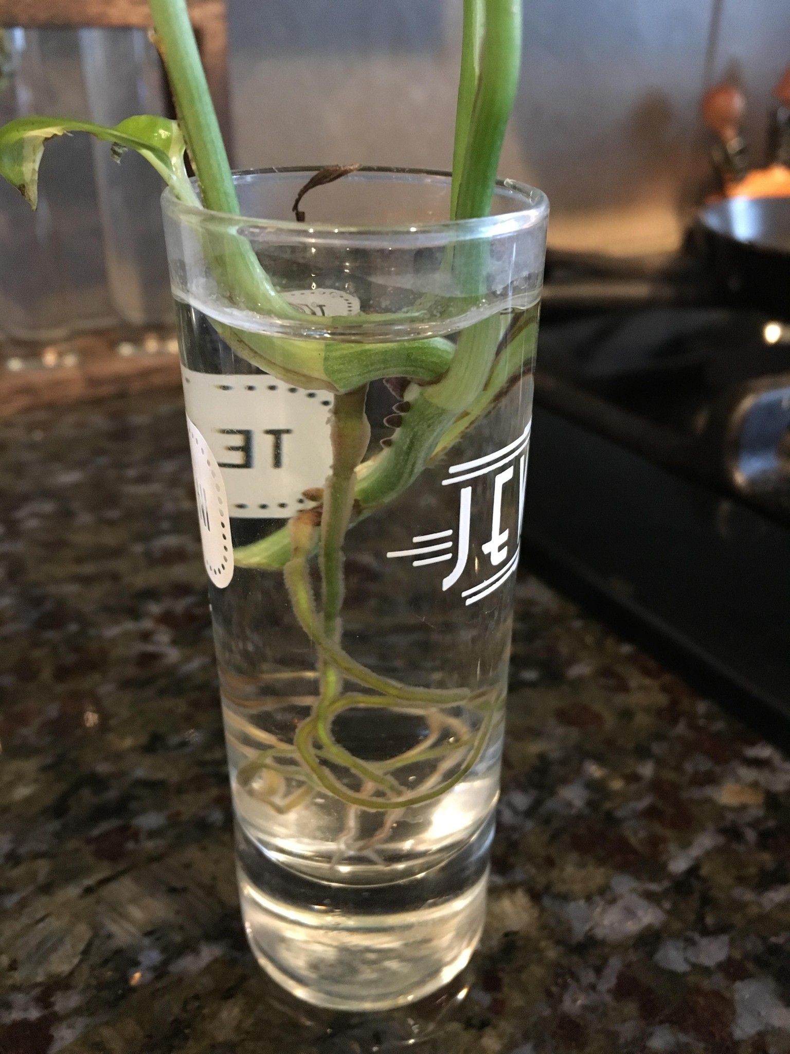 from the vine - image 3 - student project