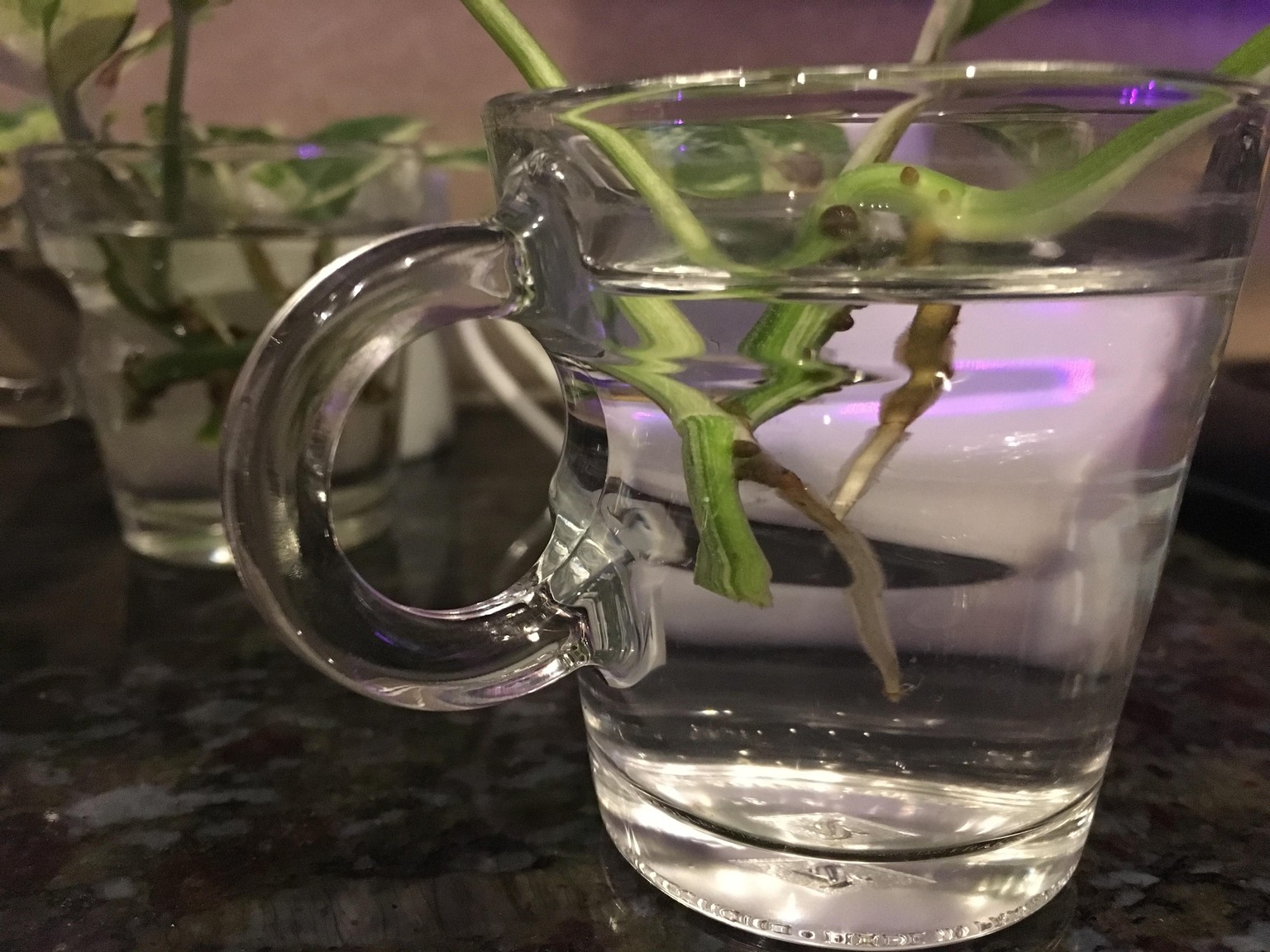 from the vine - image 1 - student project