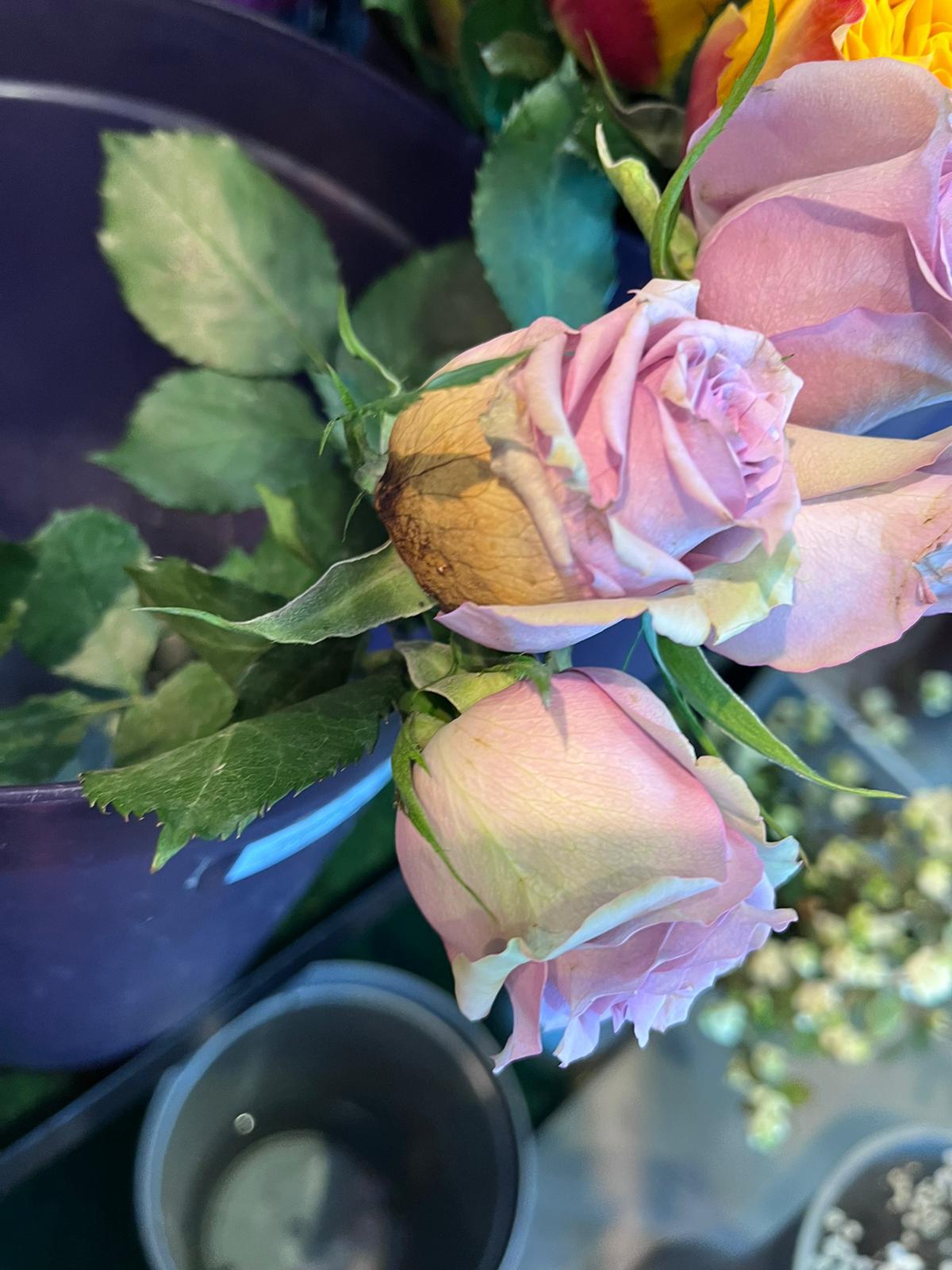Processing Flowers - image 3 - student project