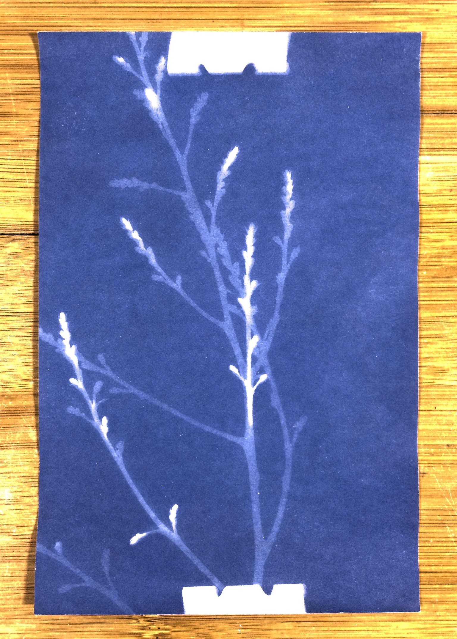 My First Cyano - image 2 - student project