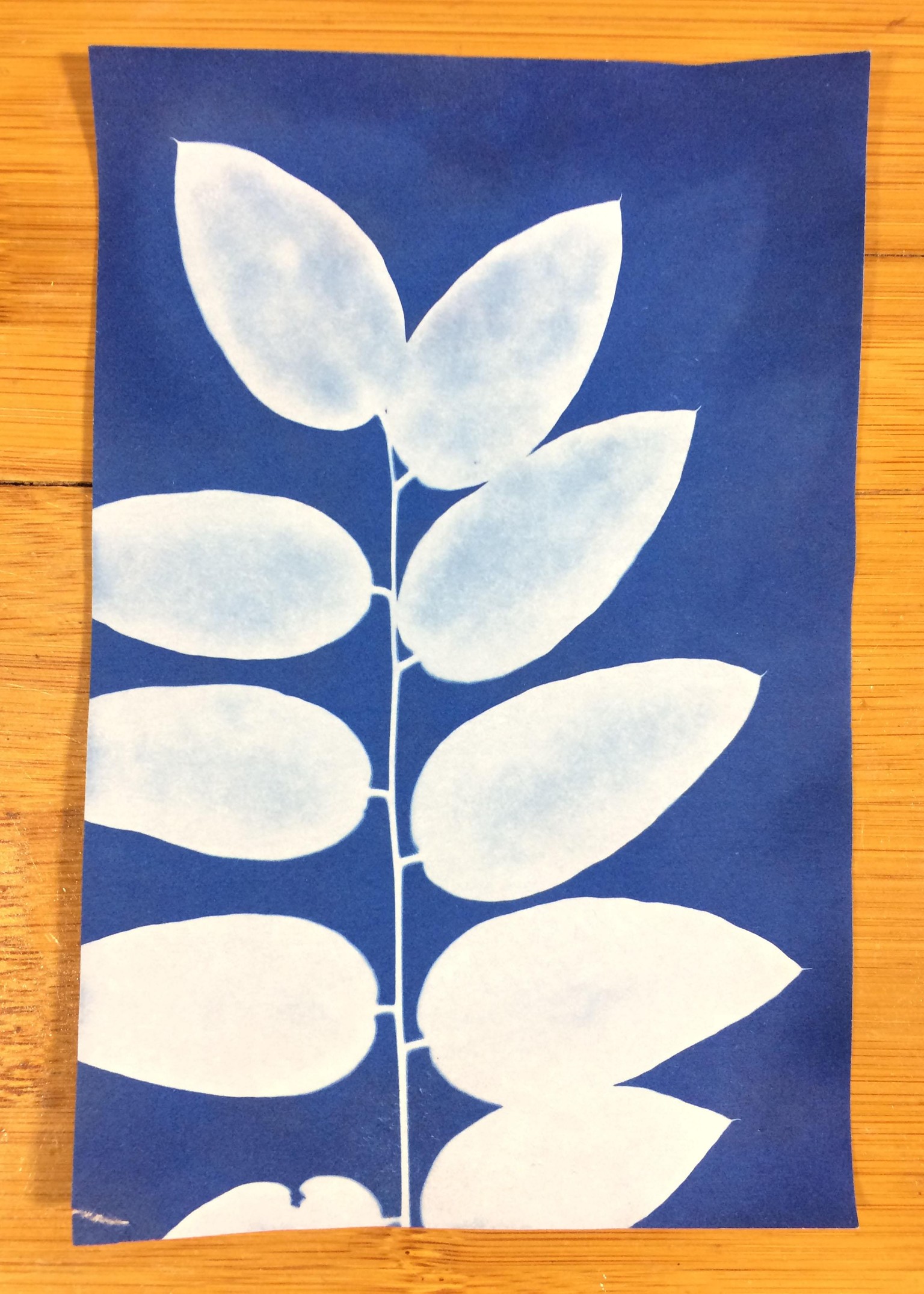 My First Cyano - image 1 - student project