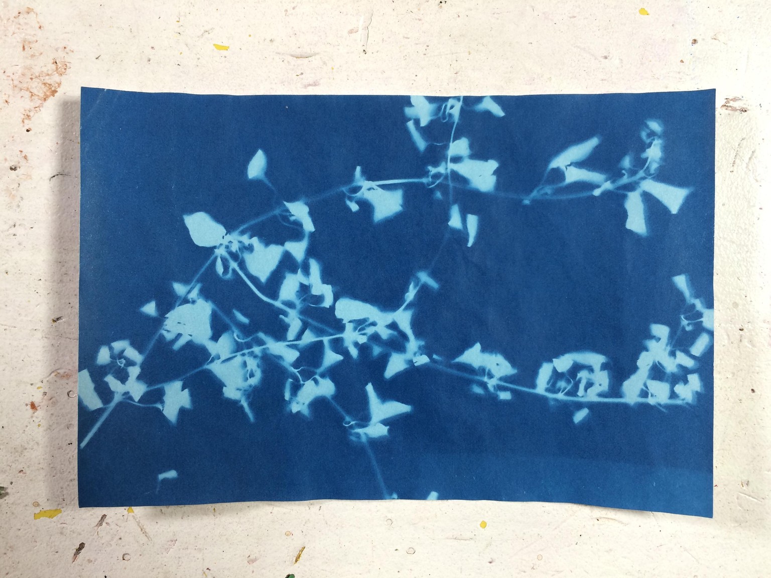 An easy cyanotype inside - image 3 - student project