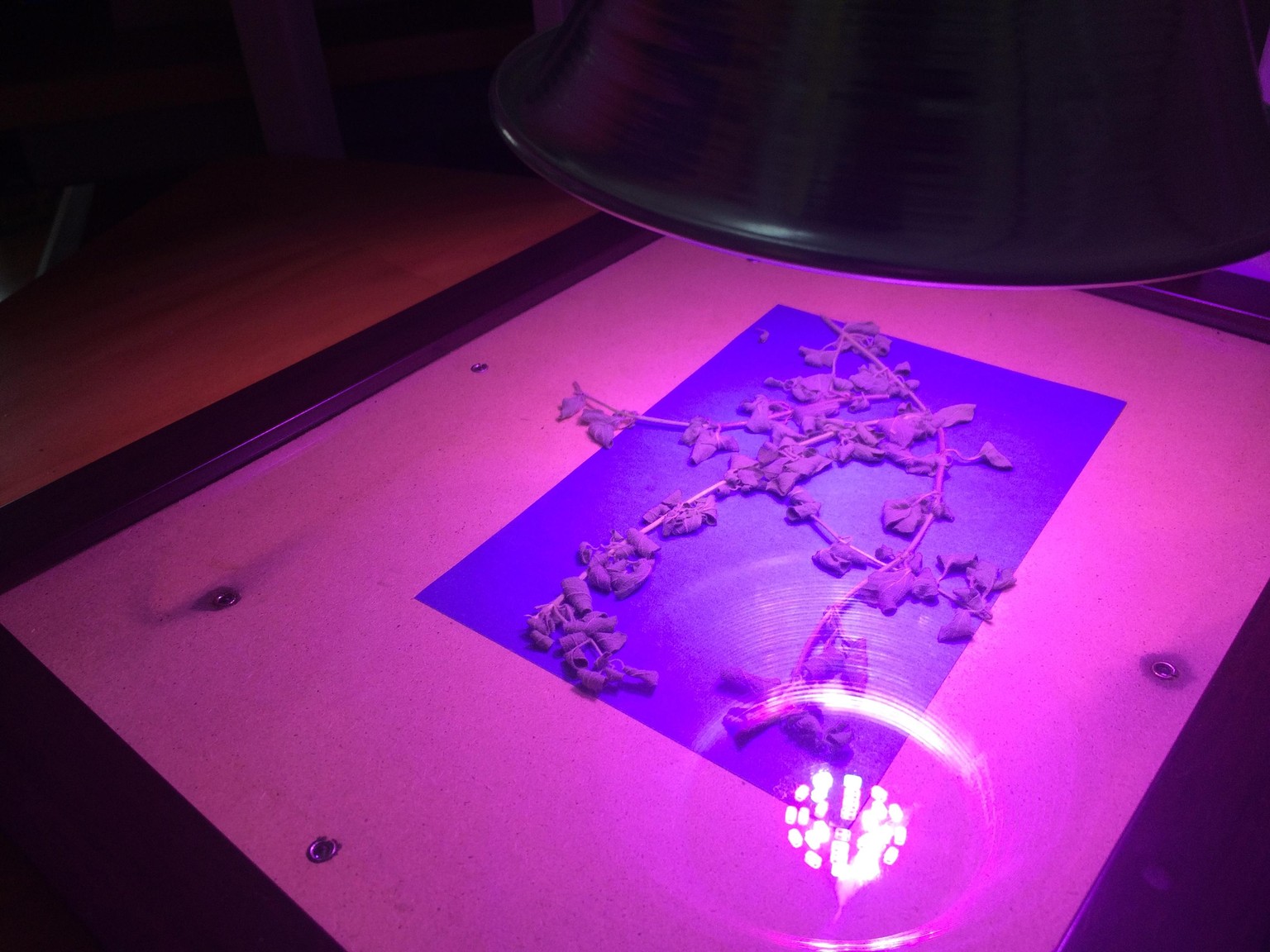 An easy cyanotype inside - image 1 - student project