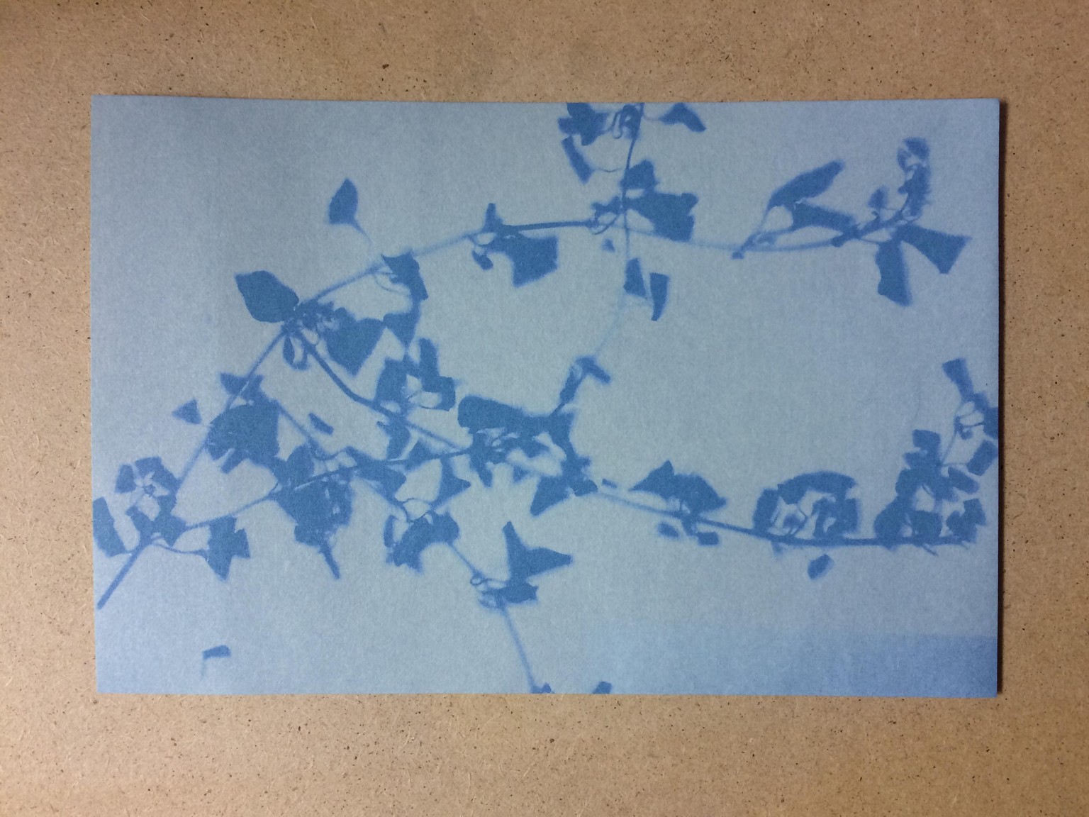 An easy cyanotype inside - image 2 - student project