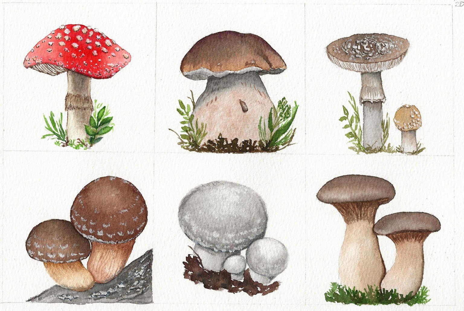 MUSHROOMS - image 1 - student project