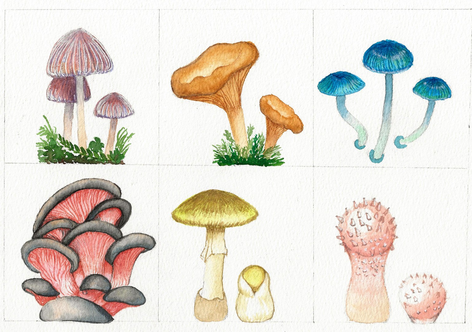 MUSHROOMS - image 2 - student project