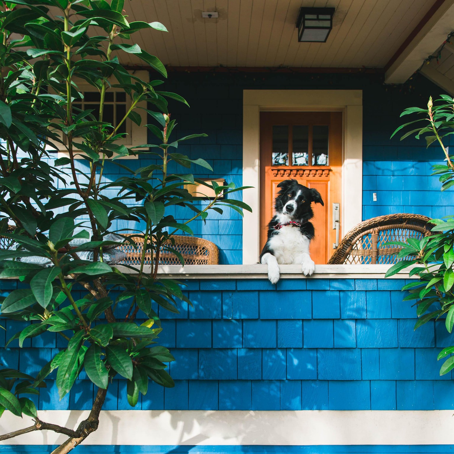 Momo & #makeporchraits - image 3 - student project