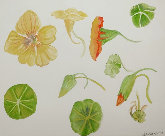 Nastursium from my garden - image 2 - student project