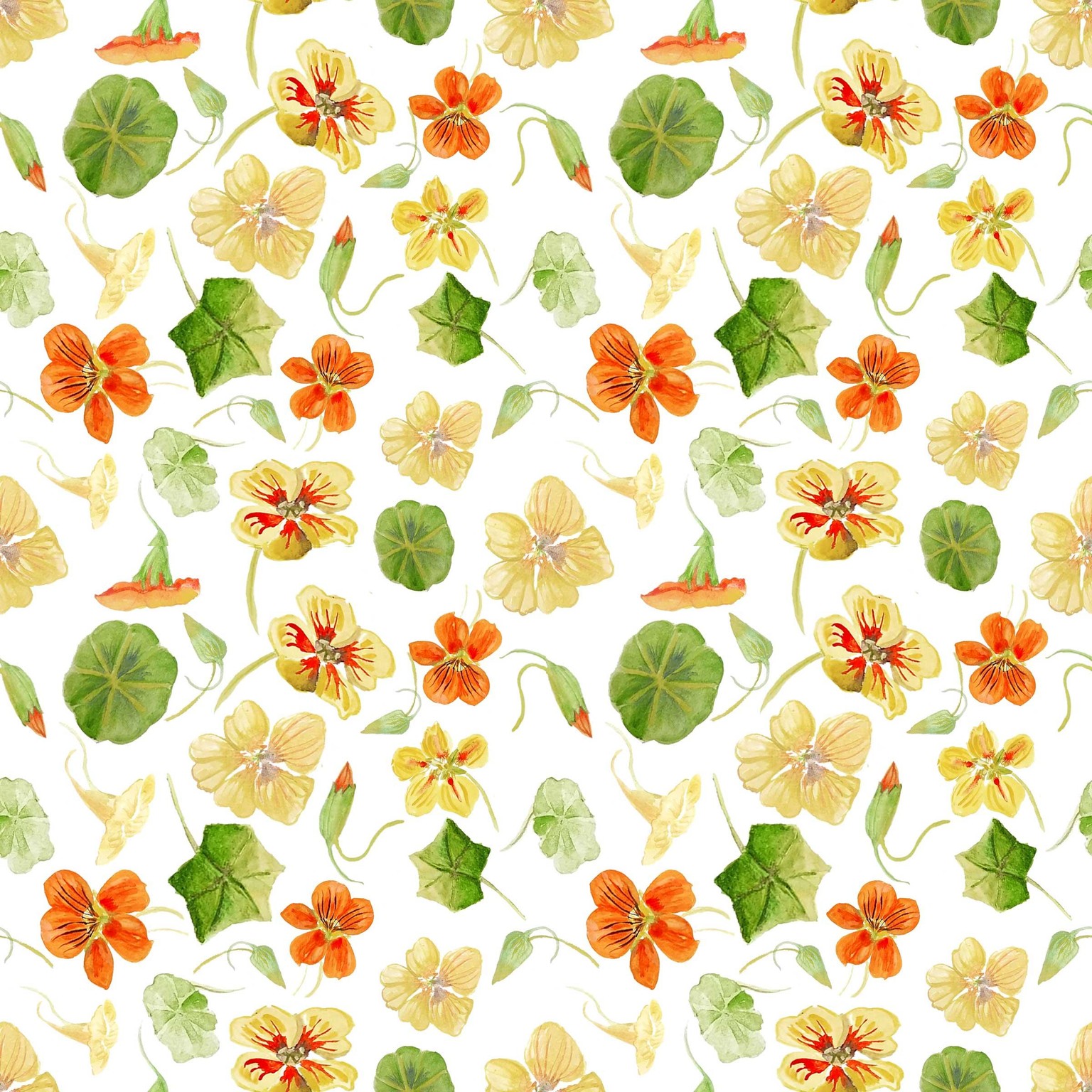 Scattered Nastursiums - image 2 - student project