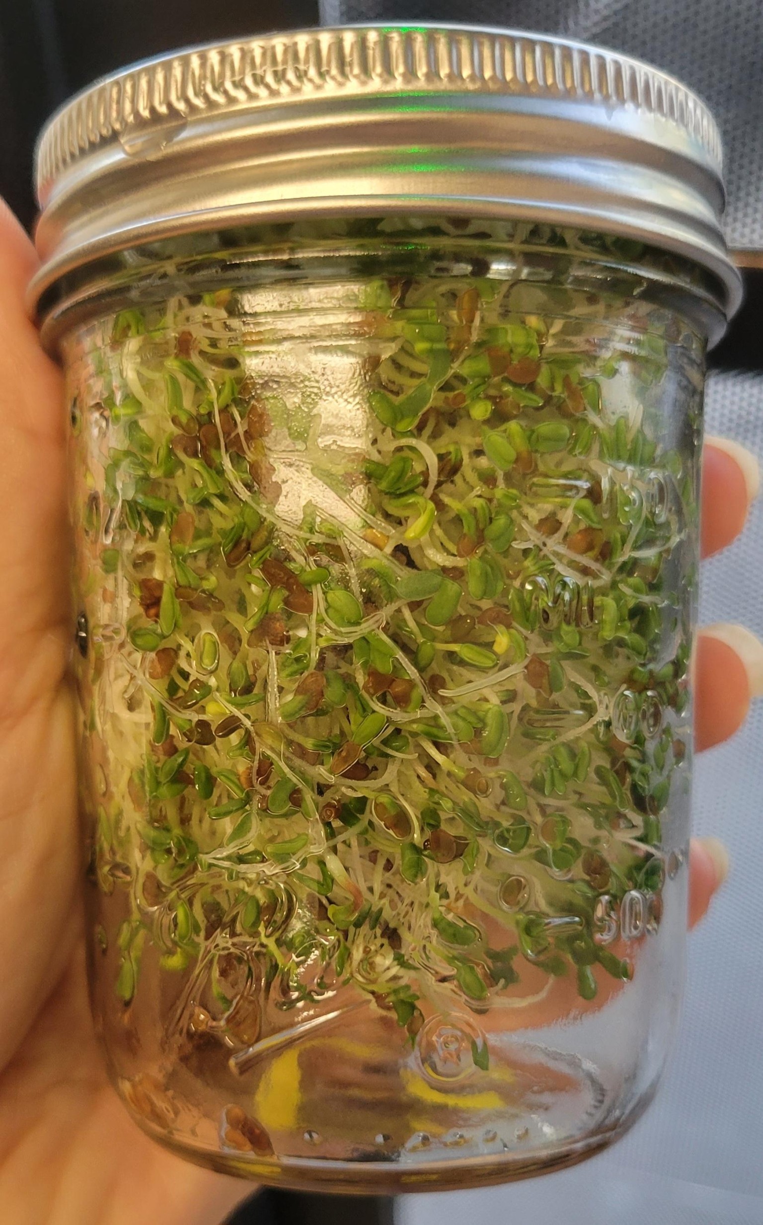 Alfalfa sprouts - image 1 - student project