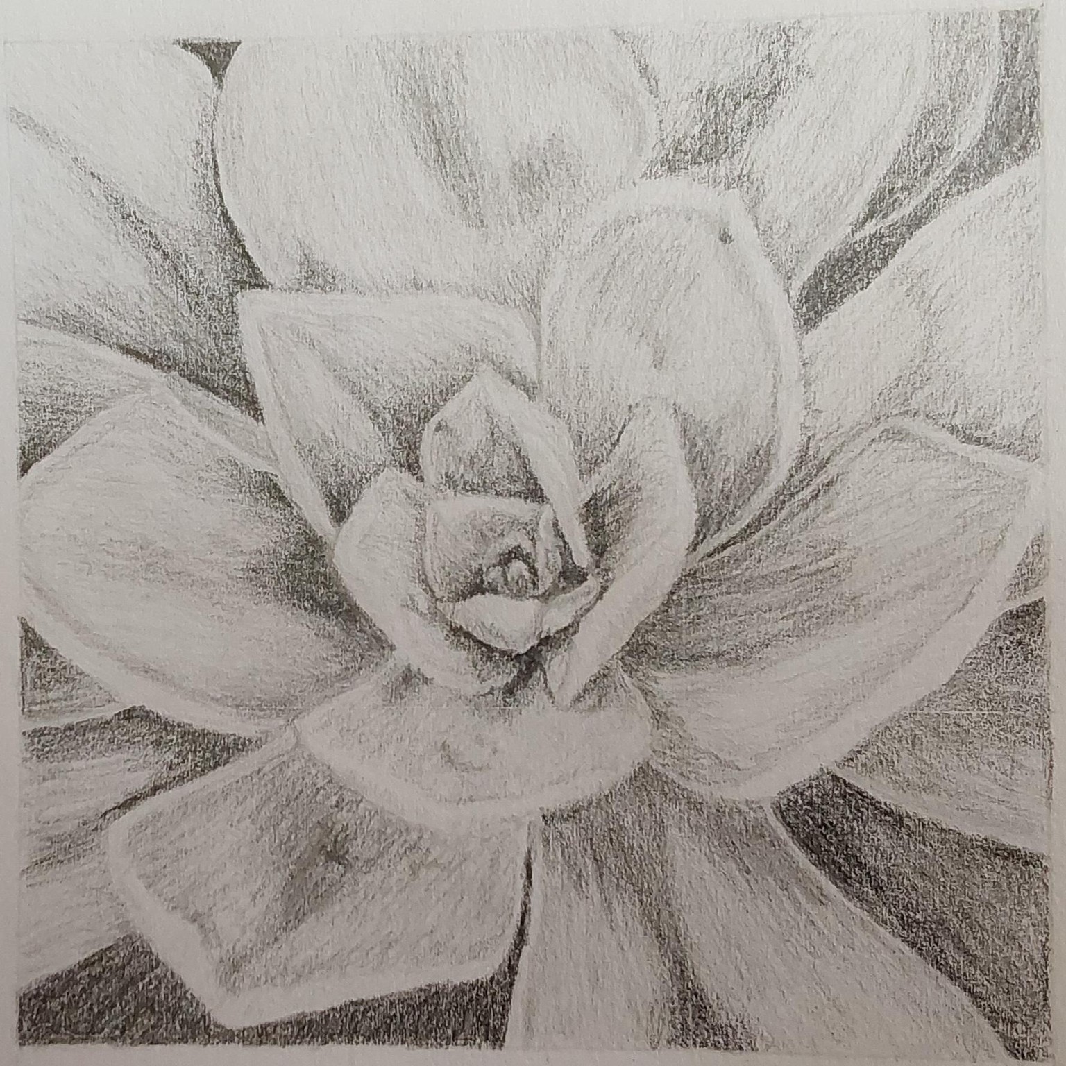 Succulent - image 1 - student project