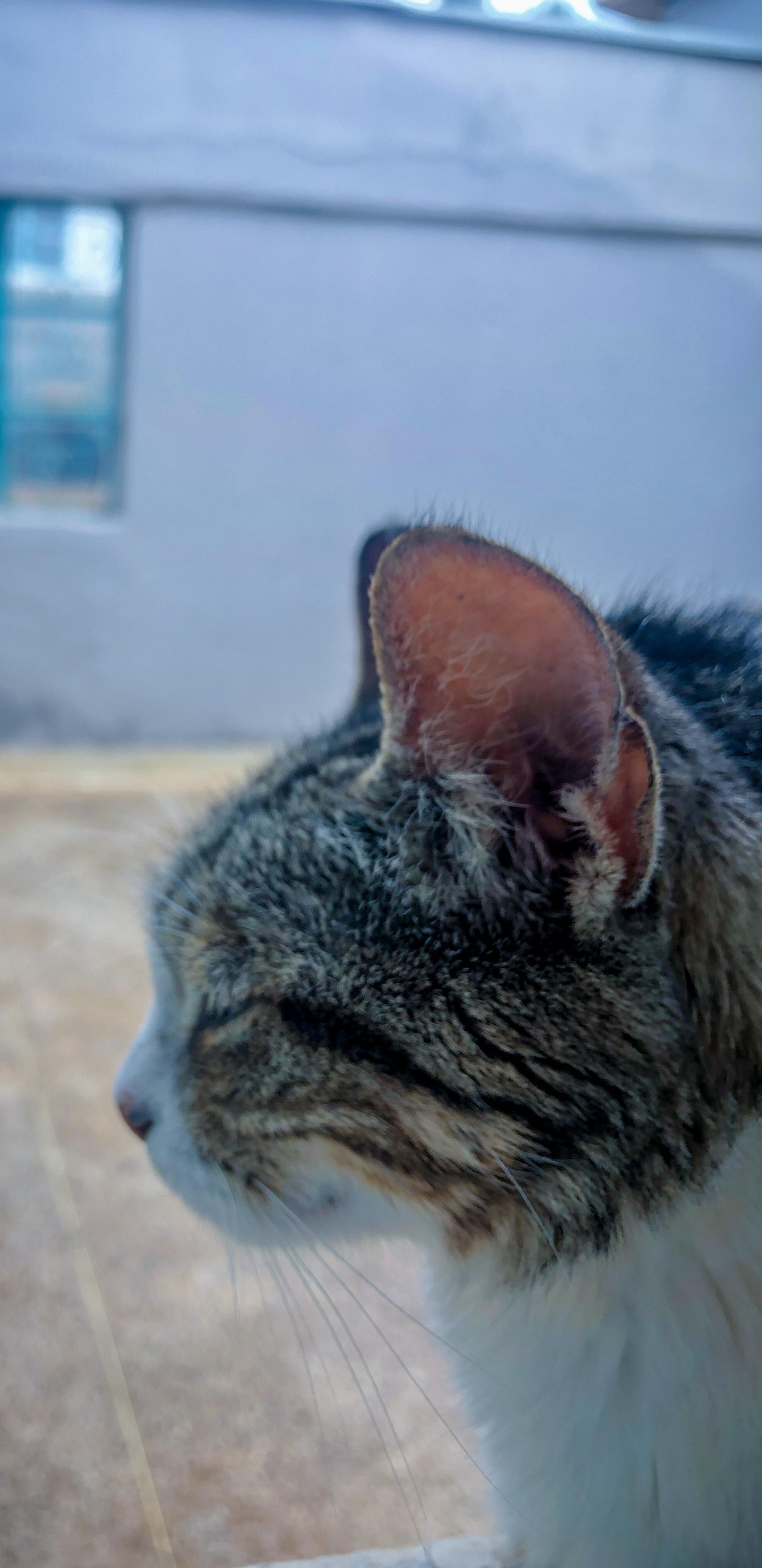 Animal Photography - image 1 - student project
